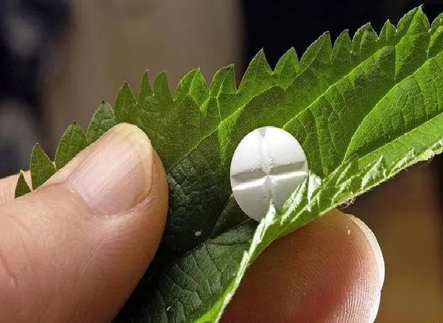 نسخه گیاهی برای دختردار شدن!