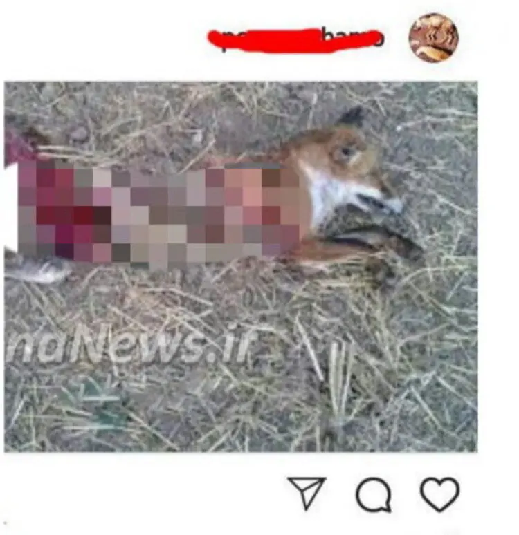 دستگیری عامل انتشار فیلم سلاخی حیوانات در فضای مجازی