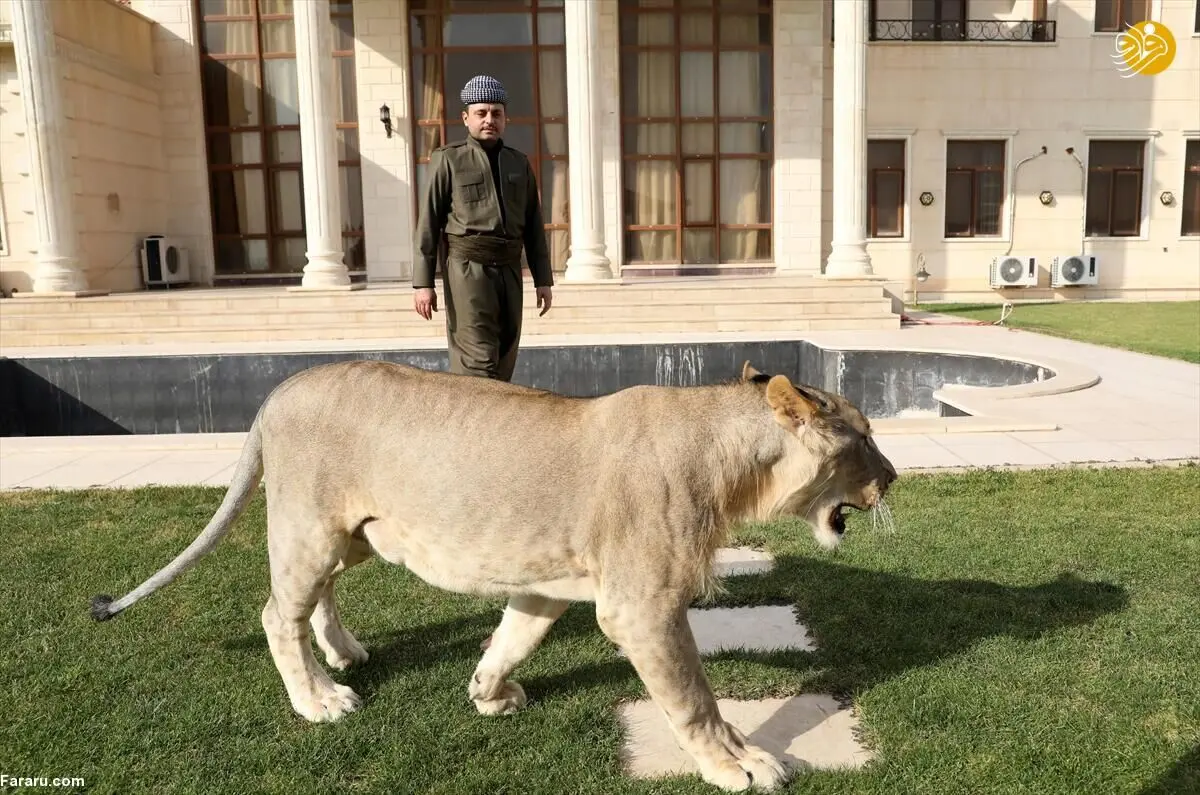 (تصاویر) شیر؛ حیوان خانگی جوان کُرد