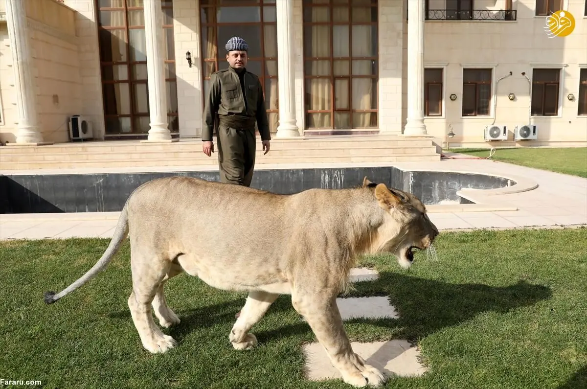 (تصاویر) شیر؛ حیوان خانگی جوان کُرد
