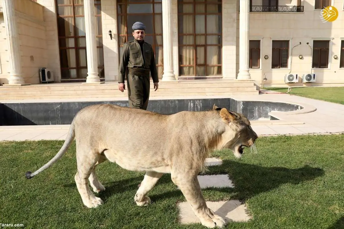 (تصاویر) شیر؛ حیوان خانگی جوان کُرد