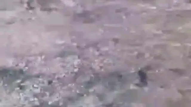 (ویدئو +16) حیوان‌آزاری تکان‌دهنده در مازندران