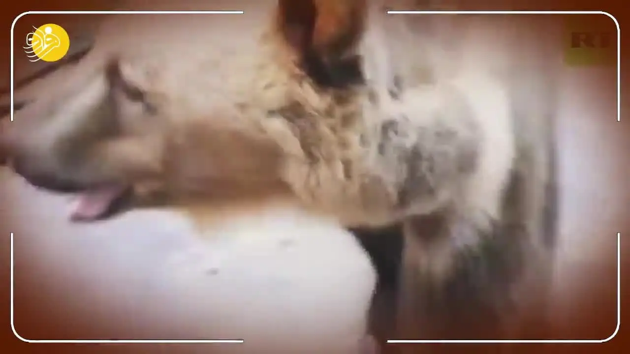 (ویدئو) خرس برق کار!
