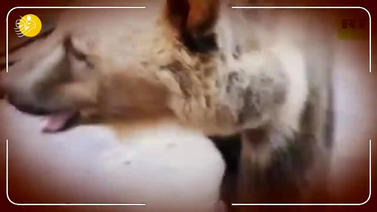 (ویدئو) خرس برق کار!