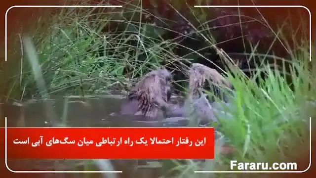 (ویدئو) رفتار عجیب و نادر دو سگ آبی غول پیکر