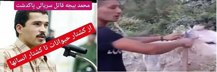 از سنگسار خرس و بریدن گوش الاغ تا آدم کُشی و قتل!