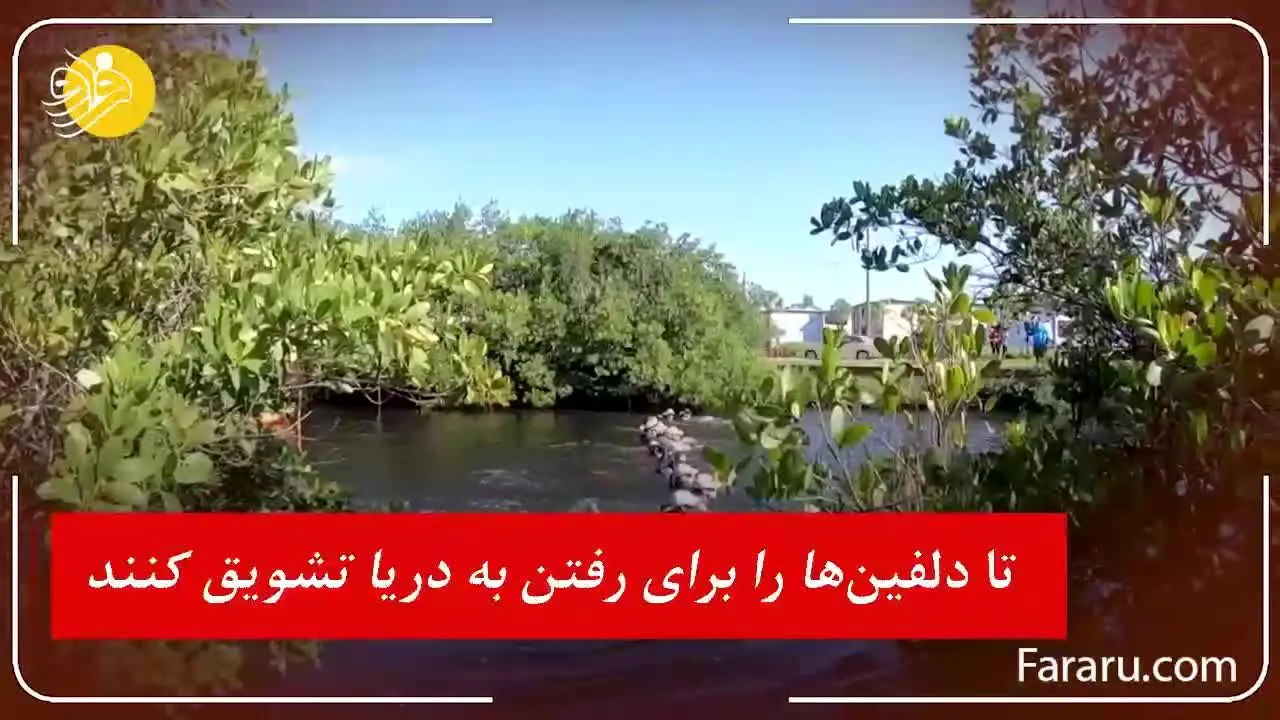 (ویدئو) همکاری فوق‌العاده برای نجات دلفین‌ها