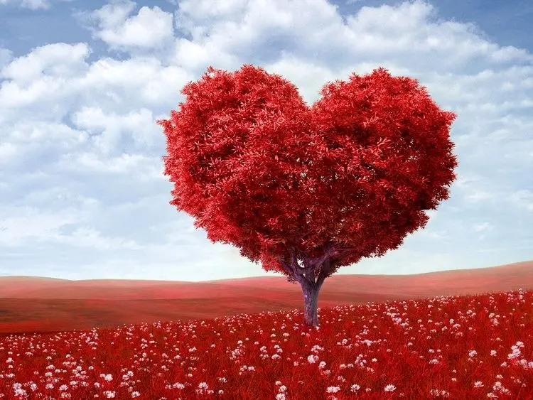 شعر‌ عاشقانه؛ از اشعار شاملو تا شفیعی کدکنی