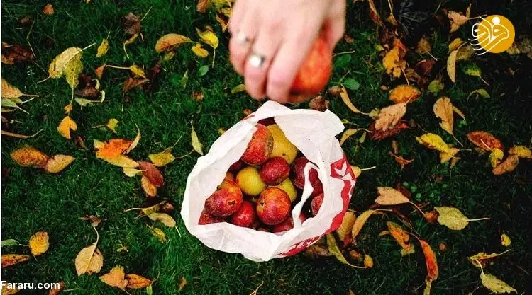 خواص شگفت انگیز ۴ میوه پاییزی