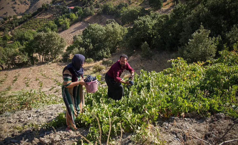 (تصاویر) برداشت انگور سیاه از باغ‌های کردستان