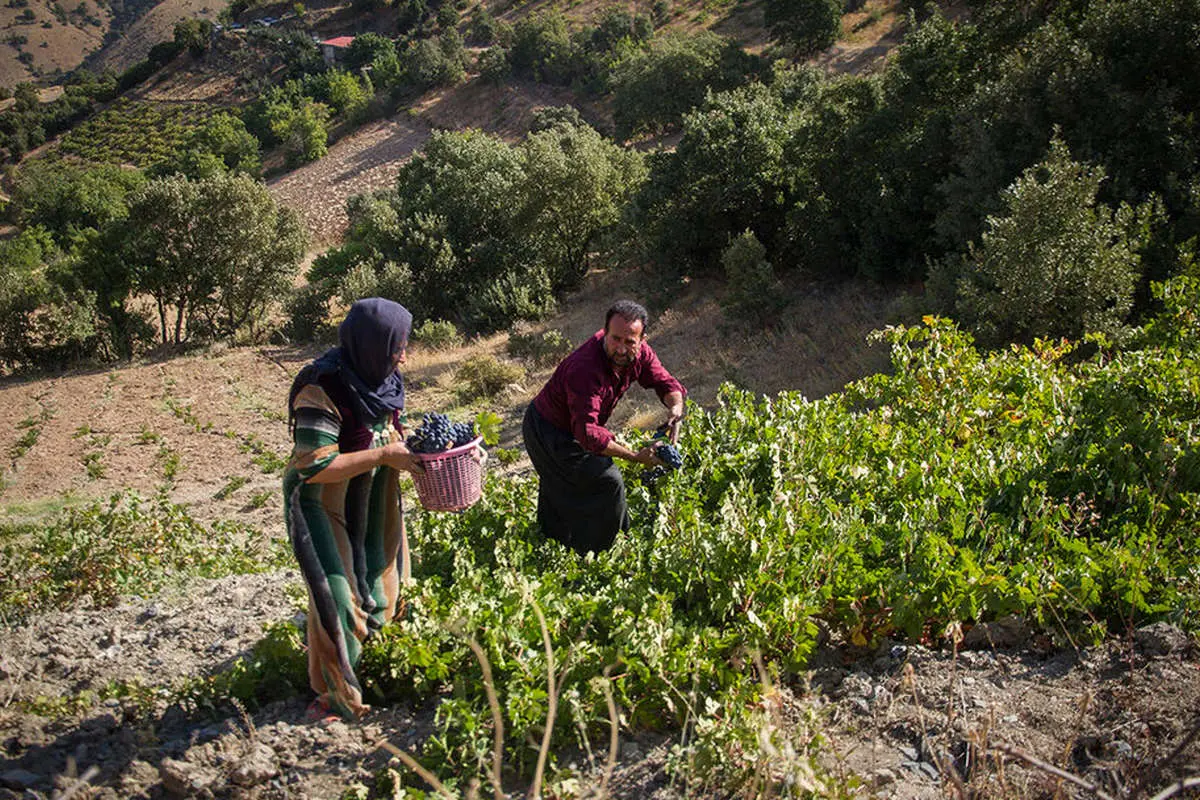 (تصاویر) برداشت انگور سیاه از باغهای کردستان