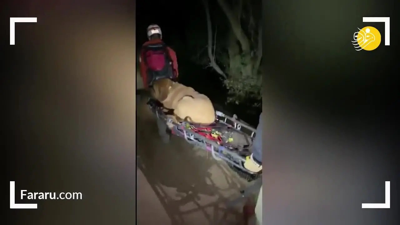 (ویدئو) نجات سگ غول پیکر خسته از کوهستان