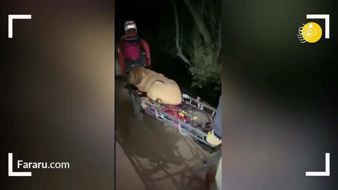 (ویدئو) نجات سگ غول پیکر خسته از کوهستان