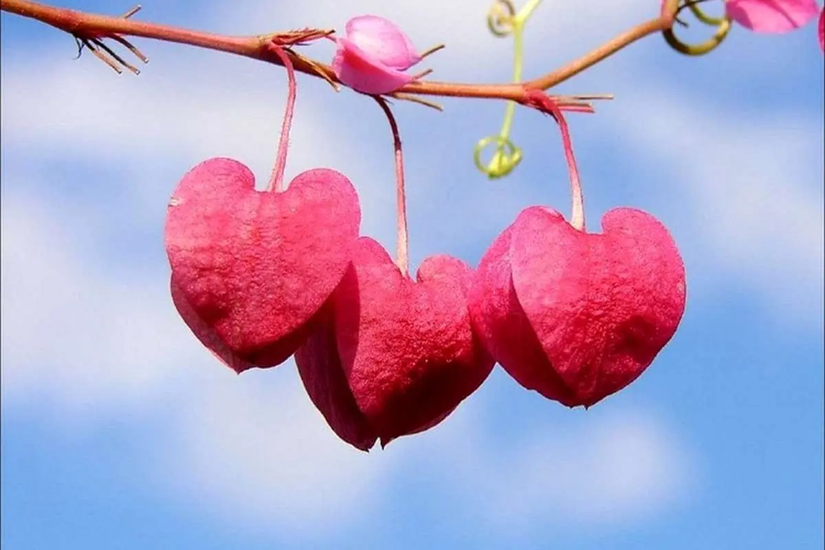 متن و شعر عاشقانه جدید و کوتاه؛ برای همسر، عشق و مخاطب خاص