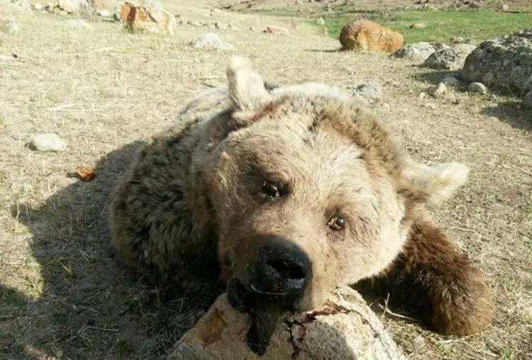 باز هم خرس‌کُشی؛ این بار در مشکین شهر