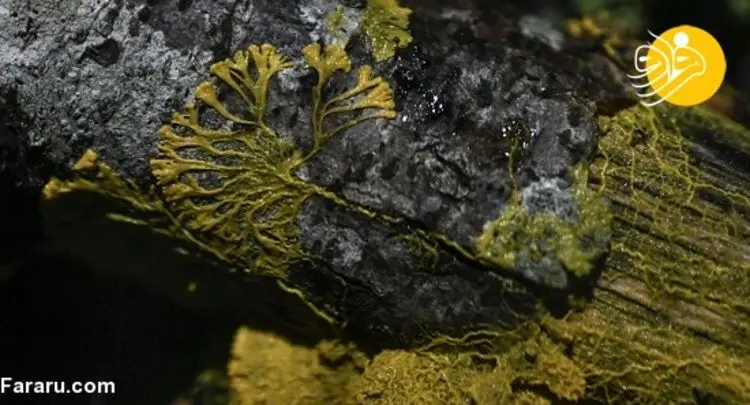 (تصویر) موجود ۱۰ متری بدون مغز با ۷۲۰ نوع جنسیت!