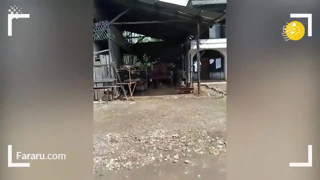 (ویدئو) مهر مادری؛ سگی از که از غذایش می‌گذرد تا به توله هایش غذا دهد