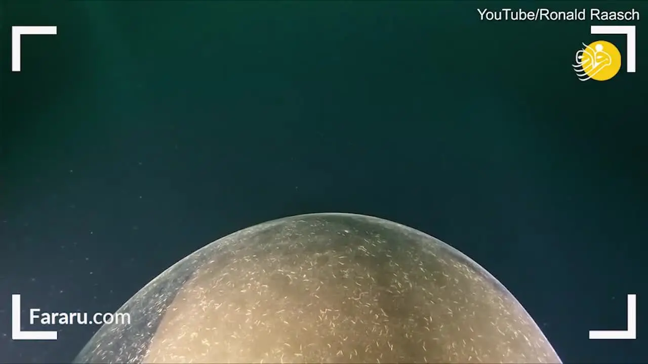 (ویدئو) تخم غول پیکر ماهی مرکب در اقیانوس