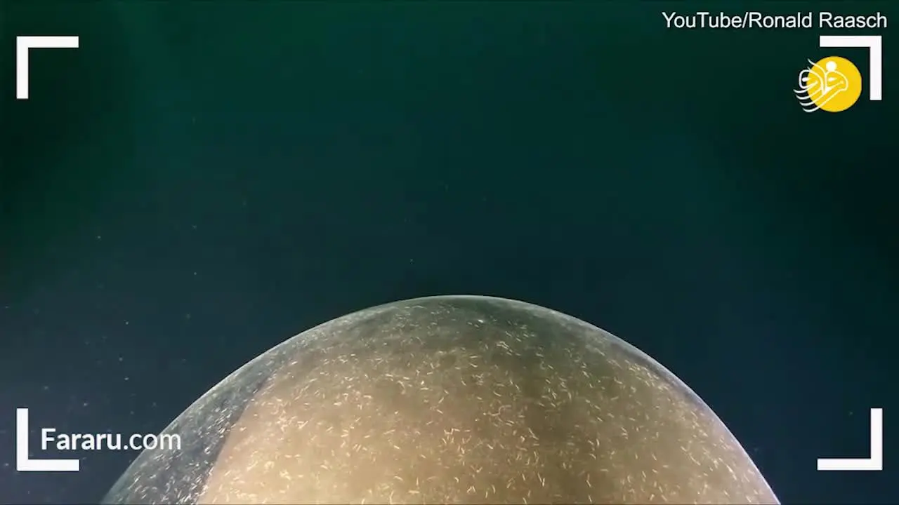 (ویدئو) تخم غول پیکر ماهی مرکب در اقیانوس