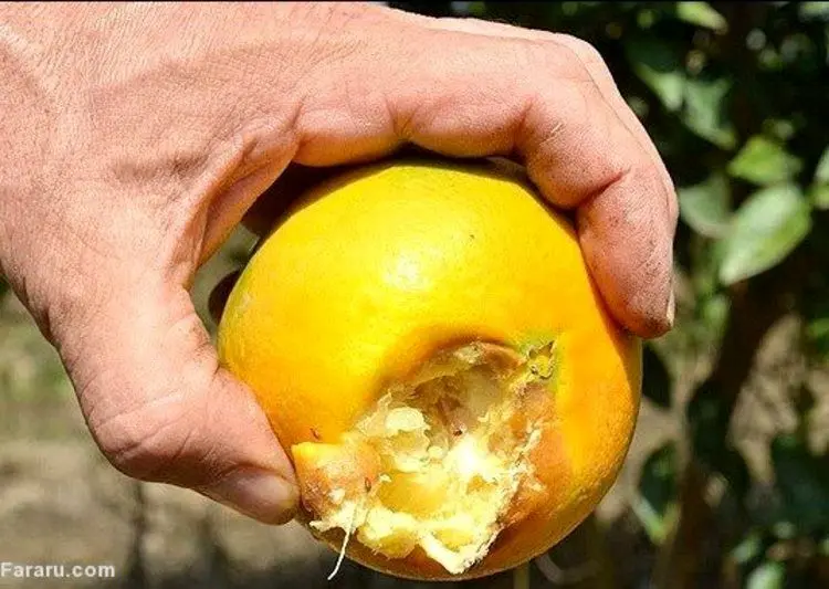 هجوم مگس‌های میوه خوار به شمال کشور!