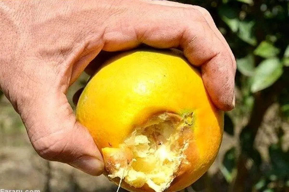 هجوم مگس‌های میوه خوار به شمال کشور!