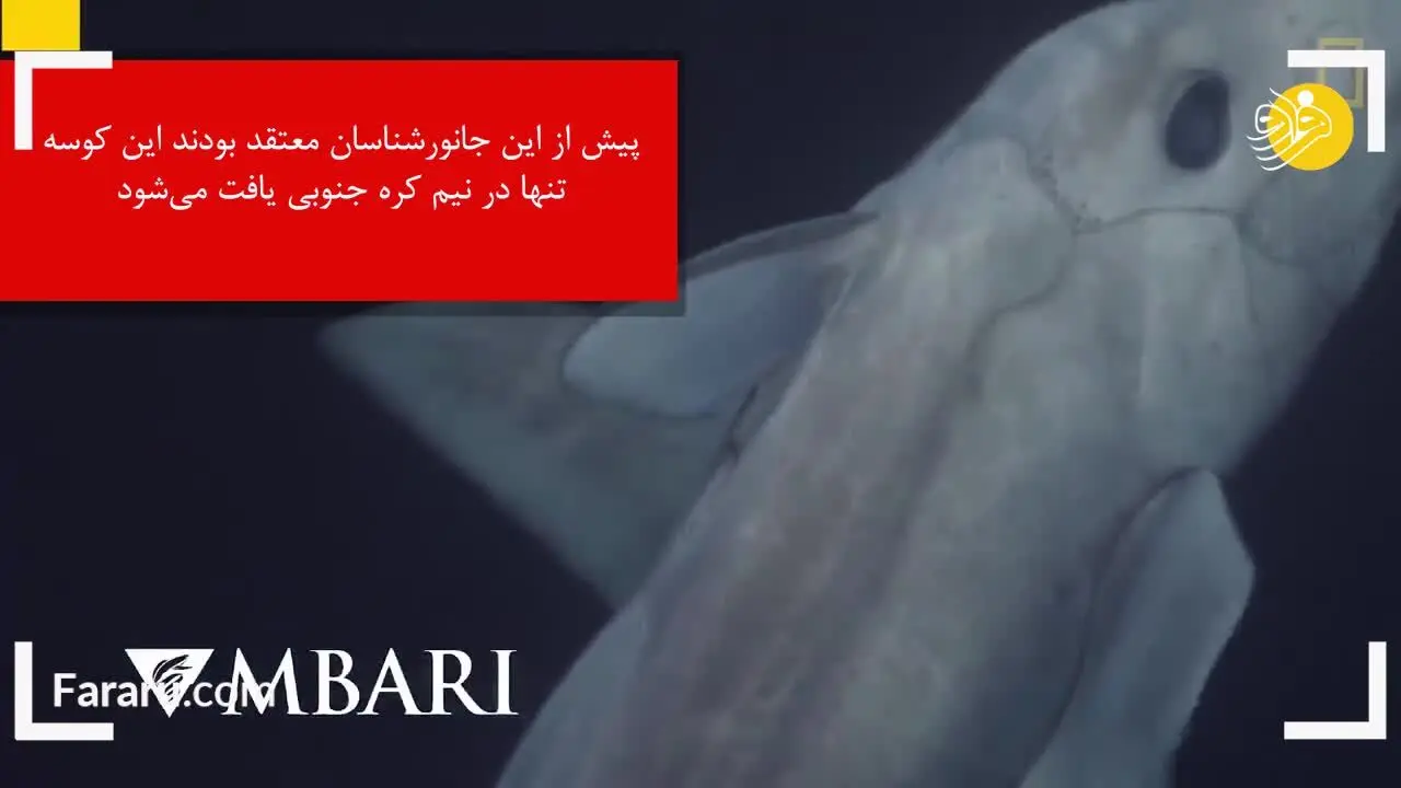 (ویدئو) اولین تصاویر ضبط شده از یک گونه بسیار نادر کوسه