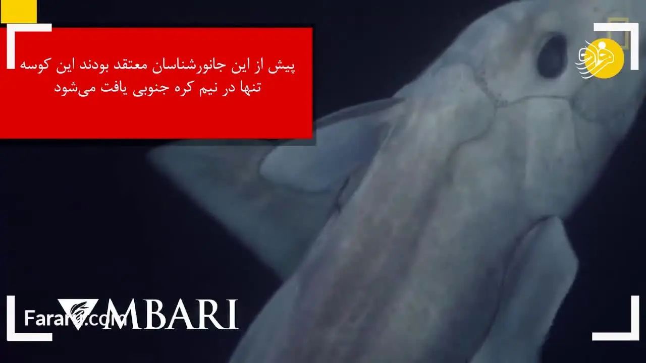 (ویدئو) اولین تصاویر ضبط شده از یک گونه بسیار نادر کوسه