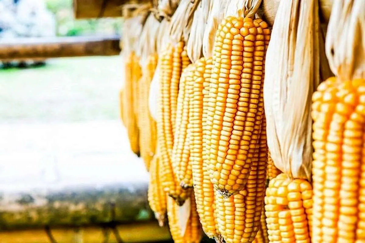 پشت پرده جنجال ذرتهای آلوده