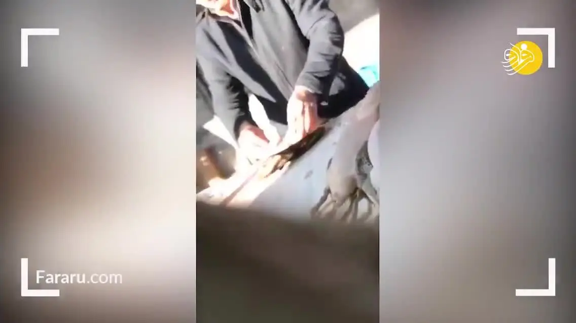 (ویدئو) کشتار بی‌رحمانه پرنده‌های مهاجر در فریدونکنار