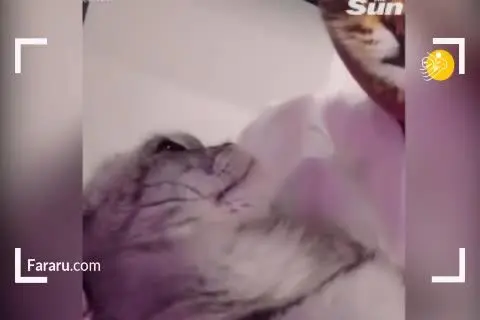 (ویدئو) تعجب گربه‌ها از تغییر شکل آدم‌ها به وسیله نرم افزار!