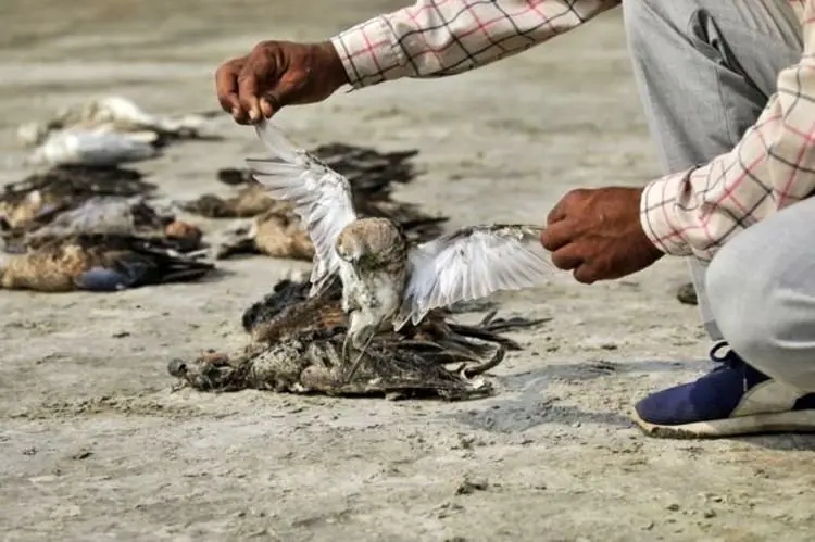 مرگ اسرار آمیز هزاران پرنده در راجستان هند