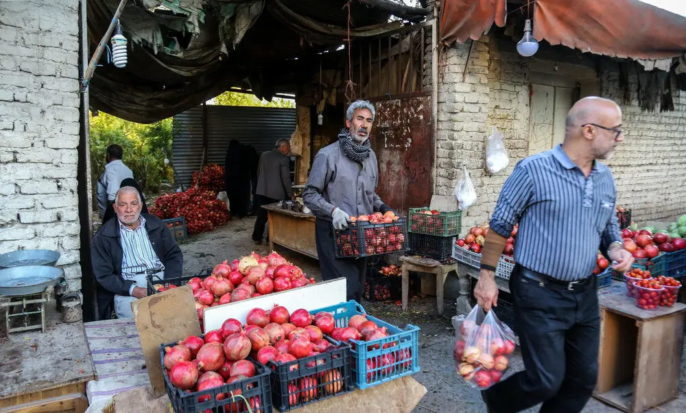 (تصاویر) برداشت انار از قدیمی ترین باغ بجا مانده در قم