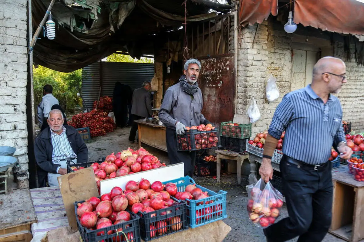 (تصاویر) برداشت انار از قدیمی ترین باغ بجا مانده در قم