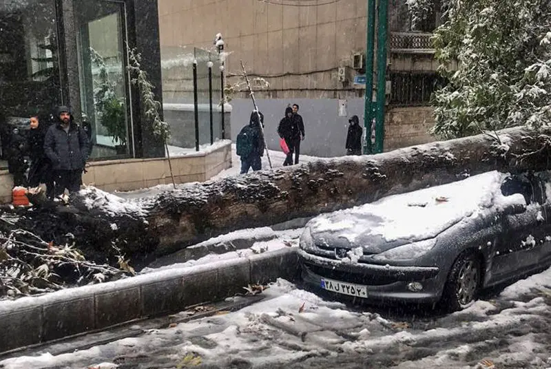 (تصاویر) سقوط درخت روی خودرو در خیابان شریعتی تهران