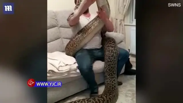 (ویدیو) مار پیتون غول پیکر و ترسناکی که حیوان خانگی شد!
