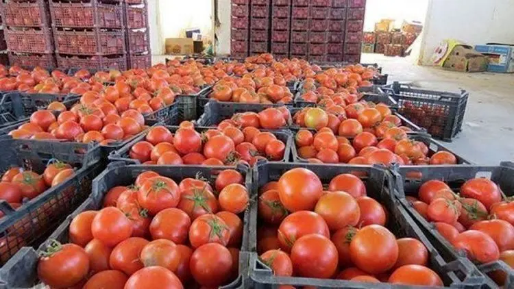 کشف ۲۷۰ کیلو تریاک از بار گوجه‌فرنگی!