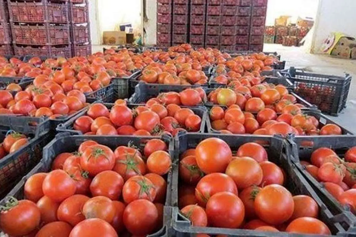 کشف ۲۷۰ کیلو تریاک از بار گوجهفرنگی!