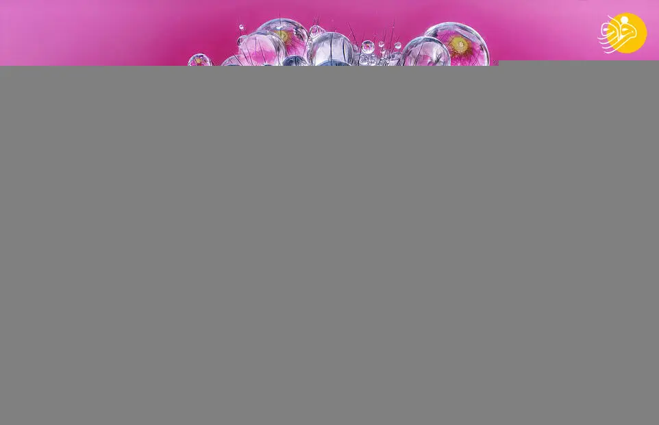 تصاویر مجذوب کننده از حشرات در قطره باران