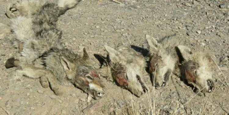 (عکس) چوپان‌ها، گله گرگ‌ها را کشتند و محکوم شدند