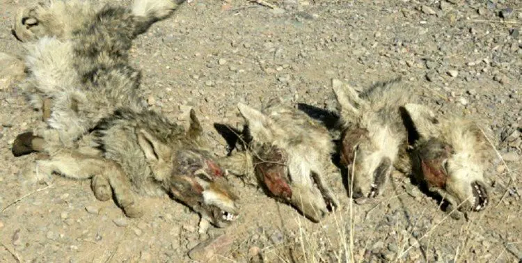 (عکس) چوپان‌ها، گله گرگ‌ها را کشتند و محکوم شدند