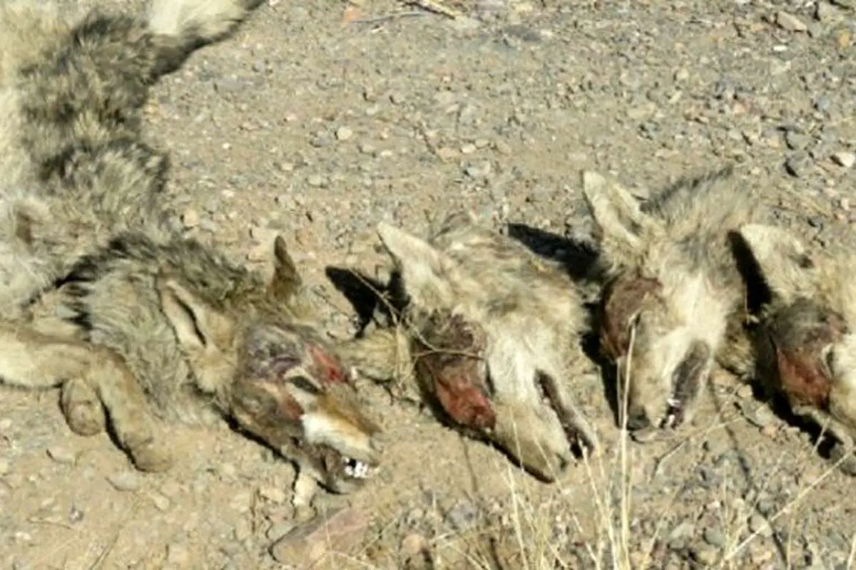 (عکس) چوپانها، گله گرگها را کشتند و محکوم شدند