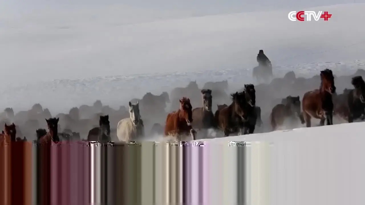 (ویدئو) تصاویر چشم نواز از چهارنعل رفتن ۱۰ هزار اسب
