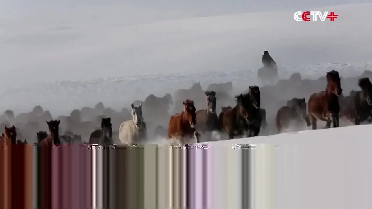 (ویدئو) تصاویر چشم نواز از چهارنعل رفتن ۱۰ هزار اسب