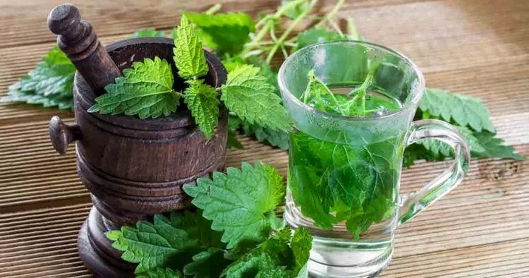 خواص باورنکردنی گزنه؛ از کاهش فشار خون تا بهبود سلامت پروستات