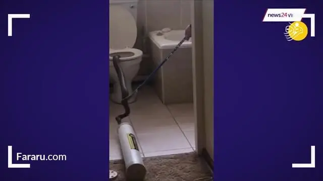 (ویدئو) پنهان شدن مار کبرا در توالت فرنگی!