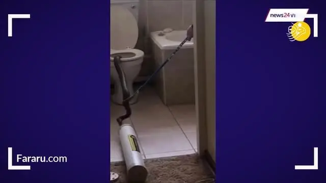 (ویدئو) پنهان شدن مار کبرا در توالت فرنگی!