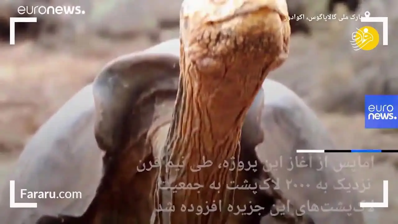 (ویدئو) بازنشستگی لاک‌پشتی که در نیم قرن ۸۰۰ بار پدر شد!