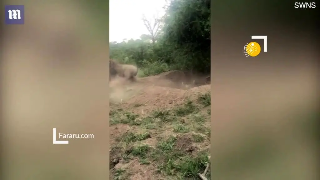 (ویدئو) ناله‌های دلخراش گراز هنگام شکار شدن توسط شیر