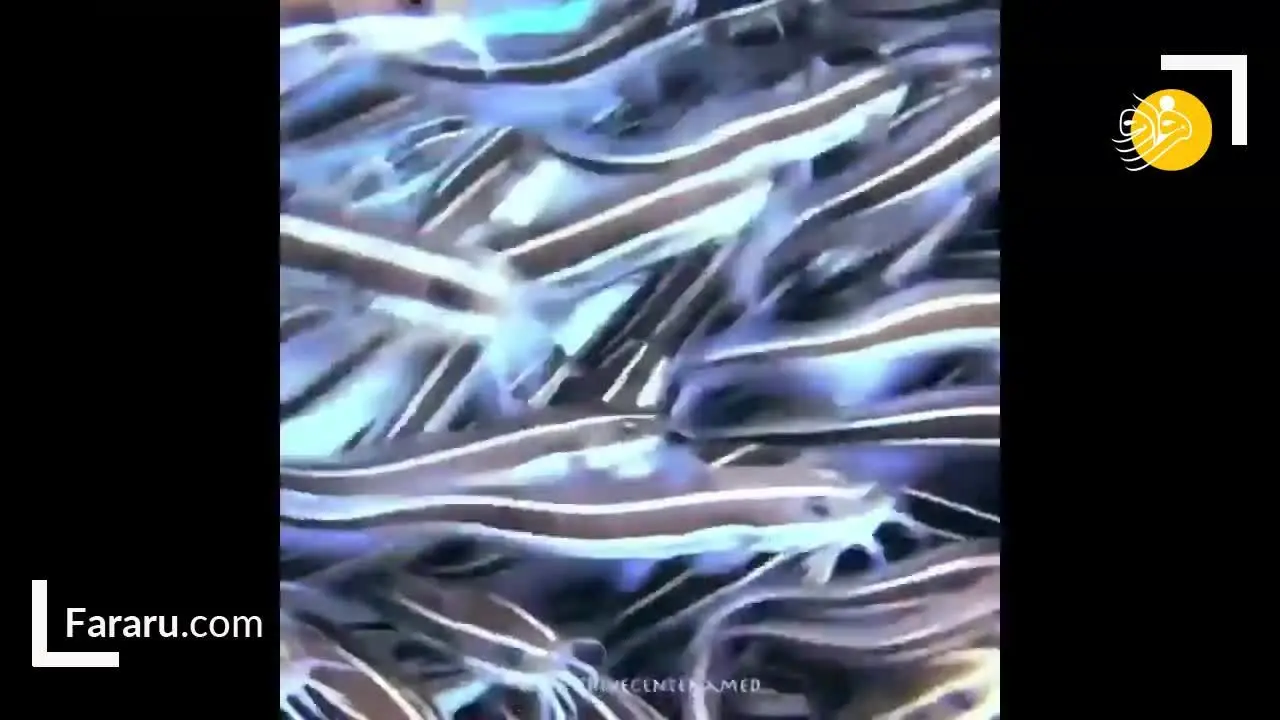 (ویدئو) تصاویر دیدنی از حرکت دسته جمعی گربه ماهی‌ها