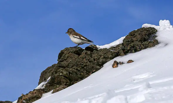 راحت ترین مسیر صعود به توچال